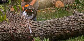 How Our Tree Care Process Works  in  Kendall West, FL